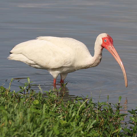 Nassau Bay